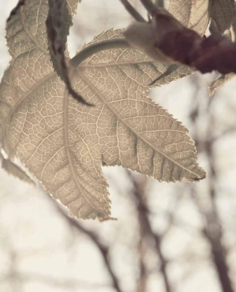 Nuove tendenze naturali New natural tendencies Lasciati ispirare dai colori della natura e della terra per creare un armonioso ed