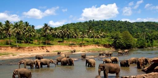 Elephant Orphanage, un progetto straordinario che protegge gli elefanti selvaggi abbandonati o orfani dell'isola. Avremo tempo per una semplice passeggiata all'interno del santuario.