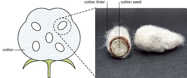 del linter (fibra corta) RIVESTITI = semi ricoperti del