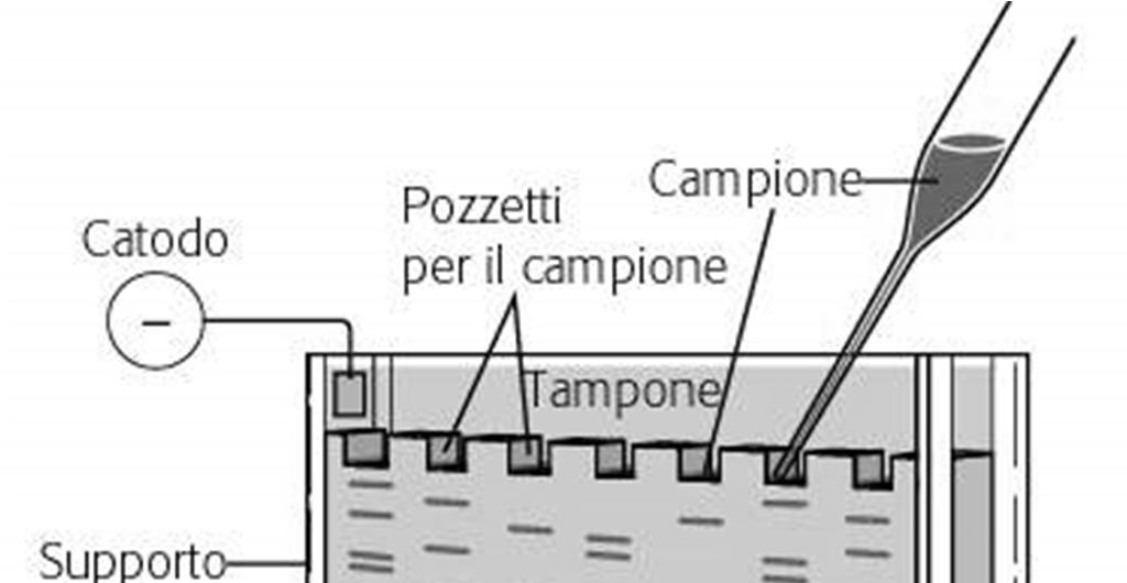 Apparato Elettoroforetico Verticale L elettroforesi viene condotta