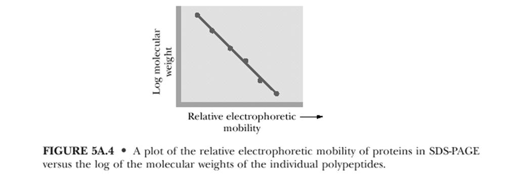 Mobilità elettroforetica in SDS-PAGE L SDS rompe i legami idrogeno, blocca le interazioni idrofobiche, sostanzialmente denatura la proteina, eliminandone la struttura secondaria, terziaria (ed ev.