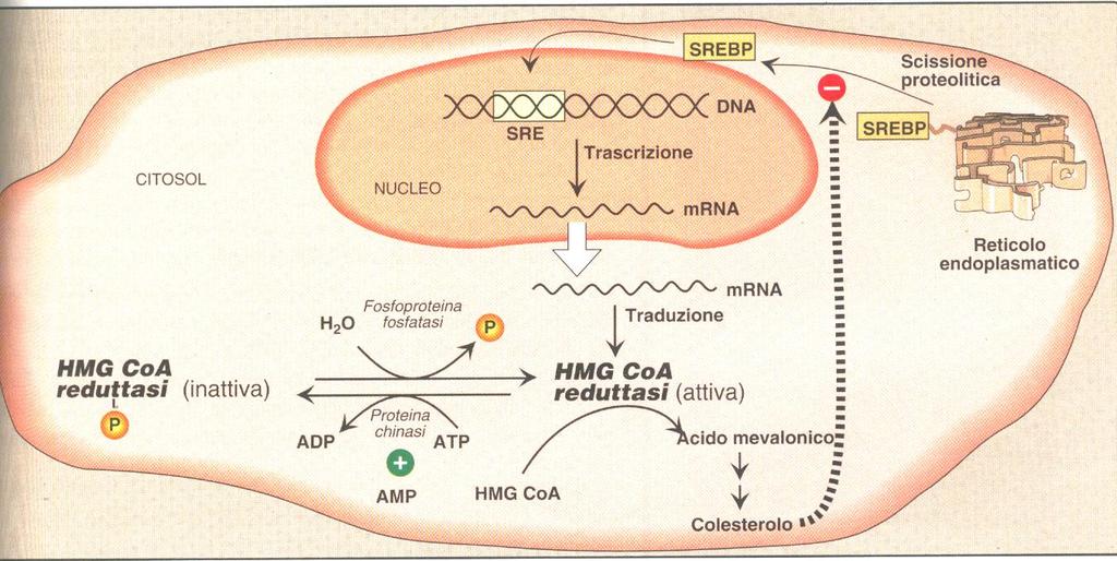 SREBP: STERL REGULATRY ELEMENT BINDING PRTEIN LE STATINE SN ANALGI