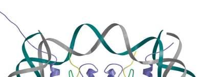 al nucleosoma e chiamato core DNA