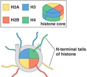 Le code N-terminali degli istoni sono accessibili alle
