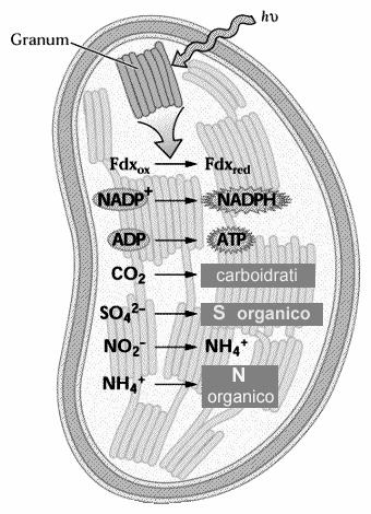 reazioni nel cloroplasto