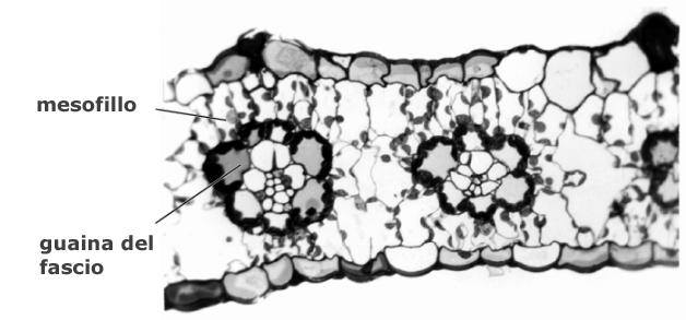 Piante a C4 Kranz anatomy CELLULE del MESOFLLO CELLULE della GUANA del FASCO CLOROPLASTO: presenza di grana e tilacoidi esposti allo stroma ossidazione dell H 2 O riduzione della Fd, generazione di