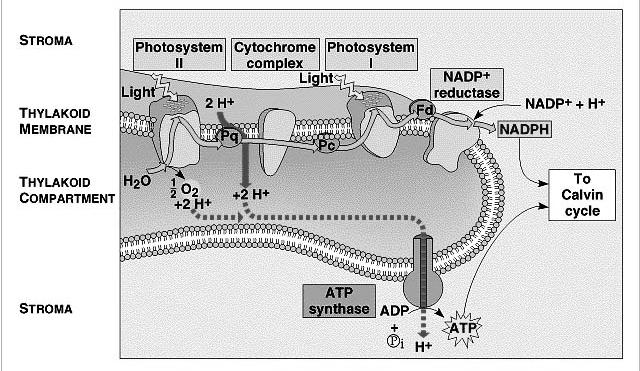 i componenti fotosintetici nella membrana tilacoidale REAZON DEL CARBONO NEL CLOROPLASTO (CELLULA VEGETALE) Fissazione / riduzione
