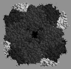 Prodotto primario della fissazione della CO 2 3-fosfoglicerato (3-PGA, 3 C) COOH H-C-OH CH2O~P RubP carbossilasi / ossigenasi RubisCO RubP + CO 2 2 [ 3-PGA ] 5C 1C 3C Rubisco La proteina più