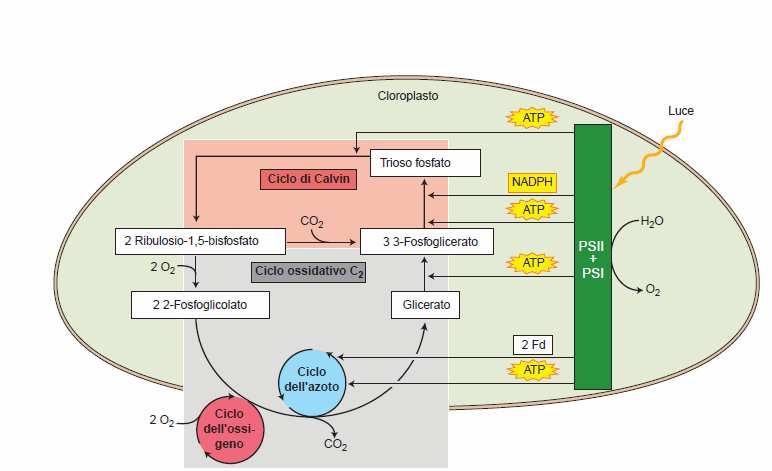 IL CICLO C2 (PCO) DIPENDE DAL