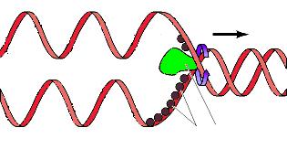 Svolgimento del DNA: le elicasi Il processo replicativo del DNA prevede che i filamenti della doppia elica vengano slegati e distanziati.
