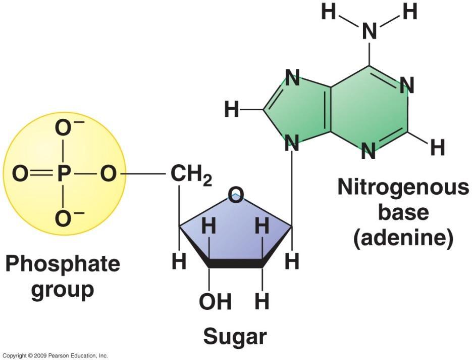 NUCLEOTIDI Un gruppo fosfato Nucleotide Monofosfato Due gruppi