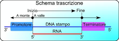 La trascrizione del DNA avviene nel nucleo delle cellule. Come nella duplicazione i due filamenti di DNA devono essere prima separati in corrispondenza della sequenza da trascrivere.