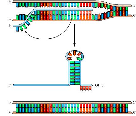 PROMOTORE e TERMINATORE Nei procarioti DNA RNA Formazione della struttura a stelo ed ansa Dissociazione