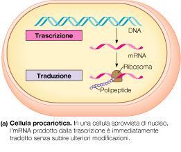 alle proteine CELLULA