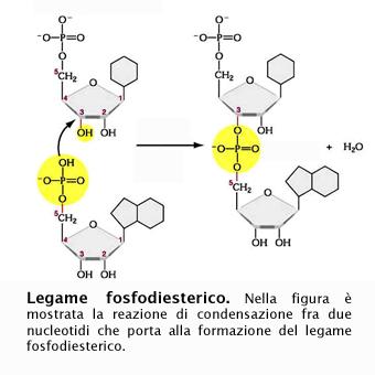 Come i polisaccaridi e i polipeptidi, anche un polimero di acido nucleico (polinucleotide) si forma per condensazione dei suoi monomeri: lo