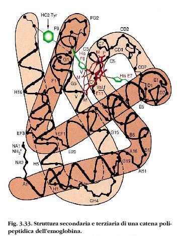 EMOGLOBINA - E un tetramero, 4 sub. 2-α e 2-β (141 e 146 aa rispettivamente).