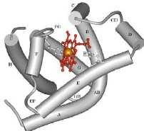 Le caratteristiche apolari dell'anello tetrapirrolico e dei gruppi laterali, stabilizzano l'eme nella tasca idrofobica formata dalle eliche E ed F mentre i residui di acido propionico