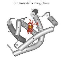 Struttura di mioglobina e emoglobina Struttura delle sub β a 8 segmenti α dalla A alla H con raccordi a gomito