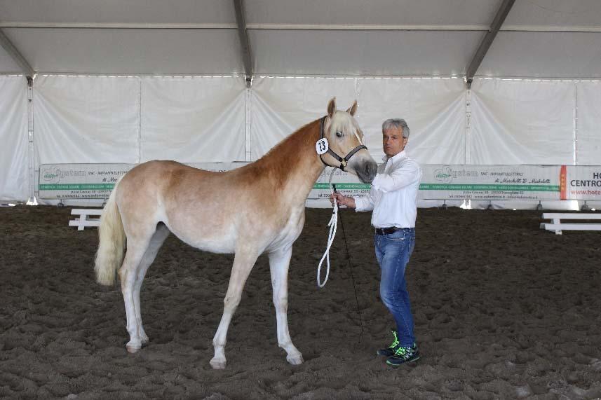 MOSTRA NAZIONALE CAVALLO HAFLINGER Travagliato 30 Aprile 01 Maggio 2017 Si è svolta quest anno per la prima volta a Travagliatocavalli la Mostra Nazionale del cavallo Haflinger, giunta alla sua 79