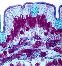 EPITELI GHIANDOLARI Gli epiteli ghiandolari si dividono in: Esocrini: quando riversano il loro secreto all esterno o in cavità comunicanti con l esterno