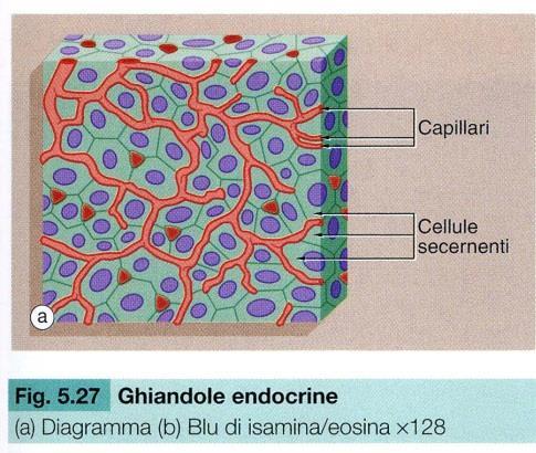 Gli epiteli ghiandolari endocrini sono: Privi di dotti Ricchi di