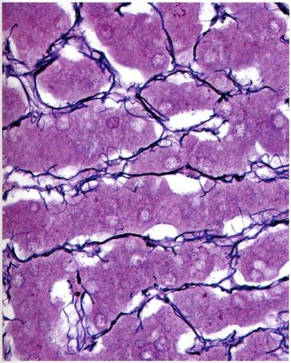 -costituisce il legamento nucale ed altri legamenti gialli, entra nella costituzione della parete delle arterie