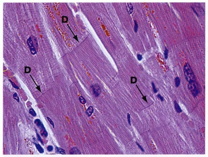 Tessuto Muscolare liscio Le fibrocellule muscolari lisce sono mononucleate con nucleo in posizione