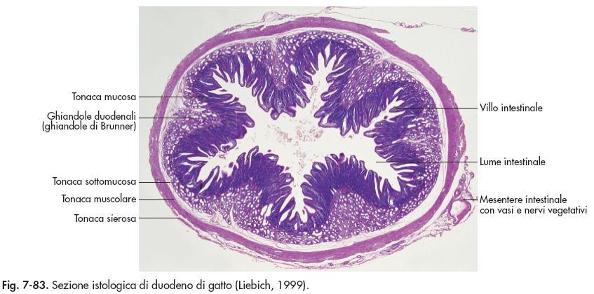 La struttura degli organi cavi è data dalla sovrapposizione di 4 tonache che dall interno verso l esterno sono: TONACA MUCOSA costituita da Epitelio di rivestimento Lamina propria