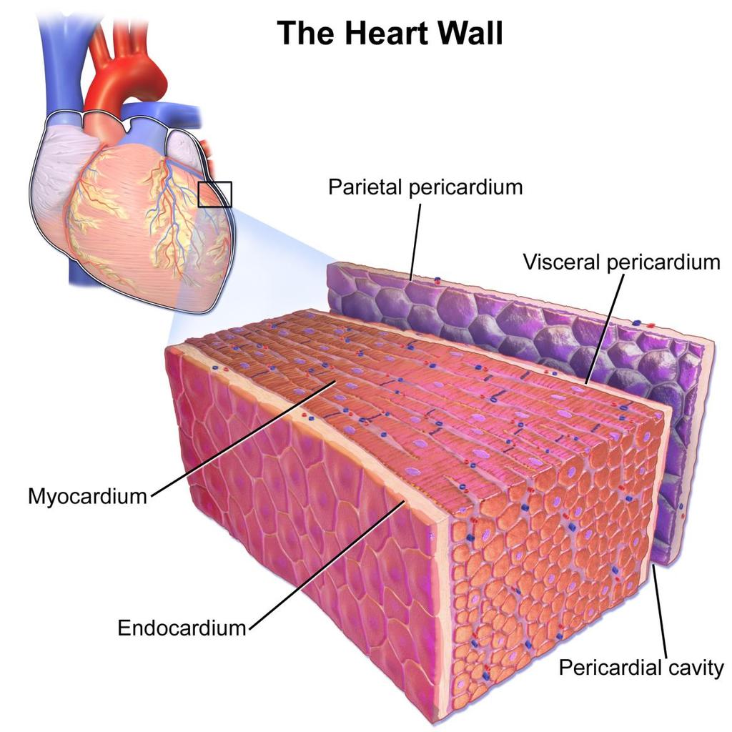 Cuore La parete del cuore è costituita da tre strati: Endocardio (endotelio, strati sottoendoteliali interno ed esterno) Miocardio [cardiociti, apparato di conduzione (nodo senoatriale, nodo