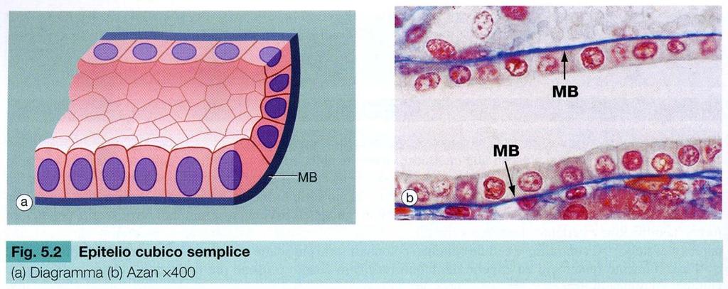 EPITELI CUBICI SEMPLICI Si presentano in sezione trasversale formati da cellule pentagonali o esagonali con contorno irregolare che in sezione longitudinale appaiono quadrate con nucleo tondeggiante.