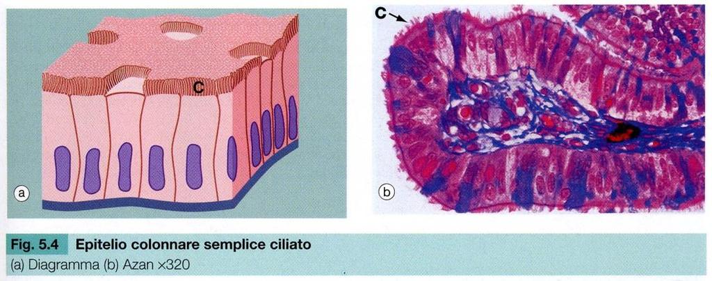 EPITELI CILINDRICI SEMPLICI Si presentano in sezione trasversale formati da piccole cellule per lo più esagonali che in sezione