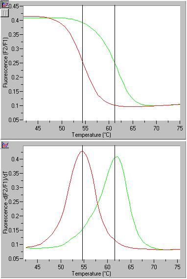 LightCycler Real Time PCR: Analisi delle Curve di Melting tipo