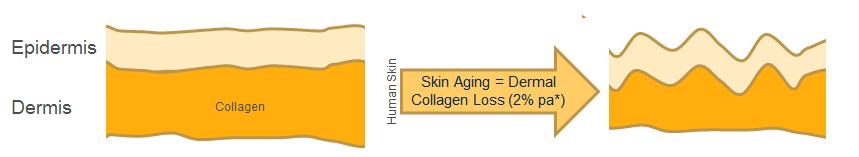 Beauty-From-Within: Skin Ageing Il collagene è il principale componente strutturale della pelle (soprattutto nel derma), costituisce oltre il 75% del peso tolta l acqua Il collagene influenza