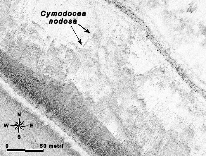 Fig. 5. Sestri Levante. Immagine del sonogramma in prossimità del punto 12 di immersione del ROV vedi Tavola 1 c (Zona C). Foto 3. Sestri Levante. Fondale disturbato con filare di Cymodocea nodosa a bassa densità e foglie di media lunghezza.