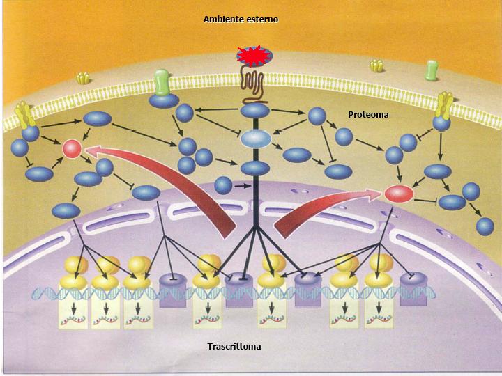 Gli OGGETTI in studio INTERATTOMA Proteoma Metaboloma Tutti i metaboliti cellulari Genoma Insieme di tutte le molecole di DNA