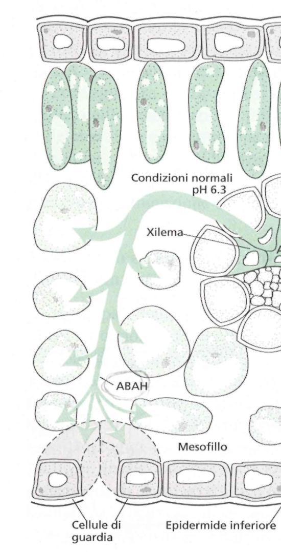 Es. Stress idrico -chiusura stomatica indotta da