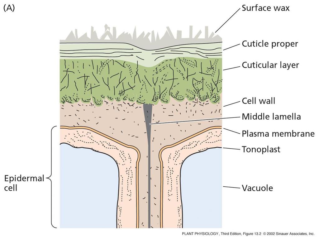 Suberina, cere, cutina: una varietà di lipidi sono associati alla parete per ridurre le perdite di acqua e impedire l ingresso di patogeni (es.