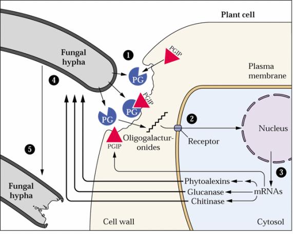 Pianta possiede degli inibitori degli