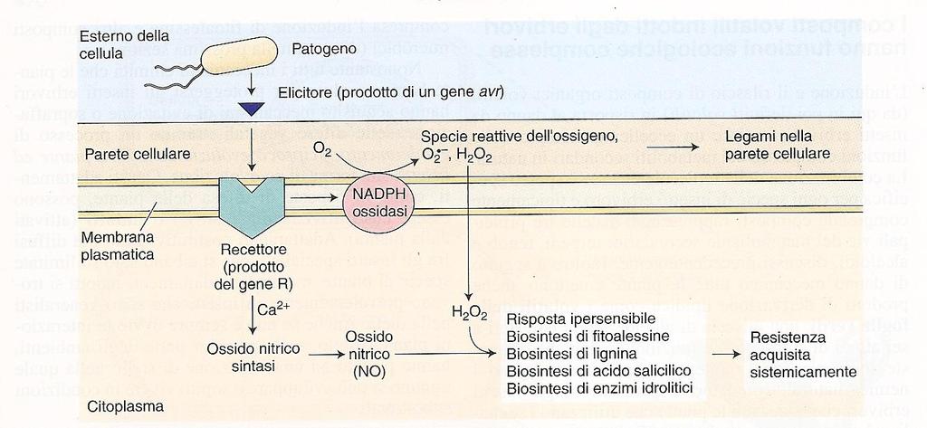 Difese indotte: 1) Riconoscimento 2)