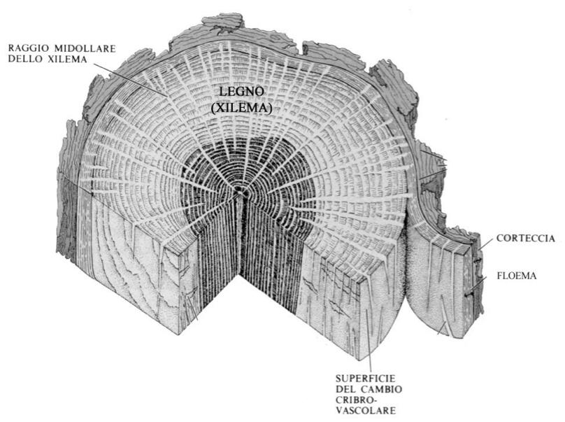 I piani di osservazione del legno I piani di osservazione del legno Trasversale Long.