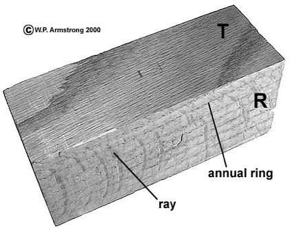 T R Blocco di legno di quercia dove si