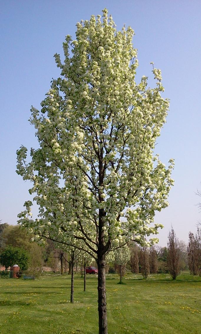 Figura 7:Prunus