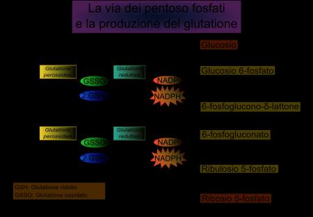 In carenza di G6PD, diminuisce la capacità del glutatione ridotto di "disintossicare" le cellule dagli ossidanti prodotti, che si accumulano danneggiando i componenti vitali delle cellule stesse.