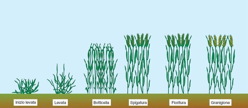 Frumento biscottiero Granulare non a pronto effetto 100% 50% 50% Insediamento Accestimento Levata Botticella foglia a bandiera Spigatura