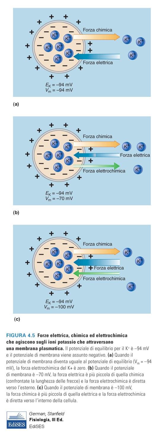 Potenziale di membrana= Potenziale di equilibrio Potenziale di membrana meno negativo del