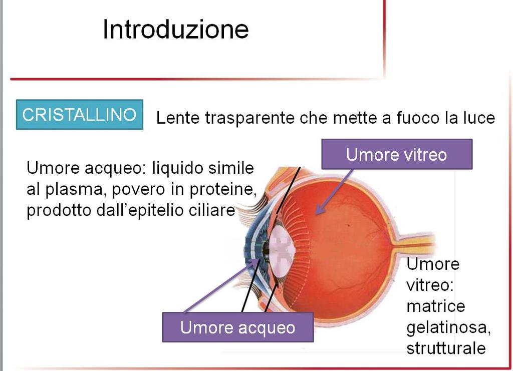 dell occhio è, invece, sede dell umor vitreo, una sostanza gelatinosa con funzione strutturale per l occhio stesso (fig.3).