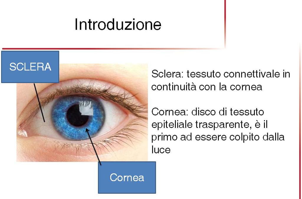 muscoli ad esso associati. La tipica colorazione dell iride dipende da pigmenti colorati di melanina che possono diffrangere in maniera differente la luce.