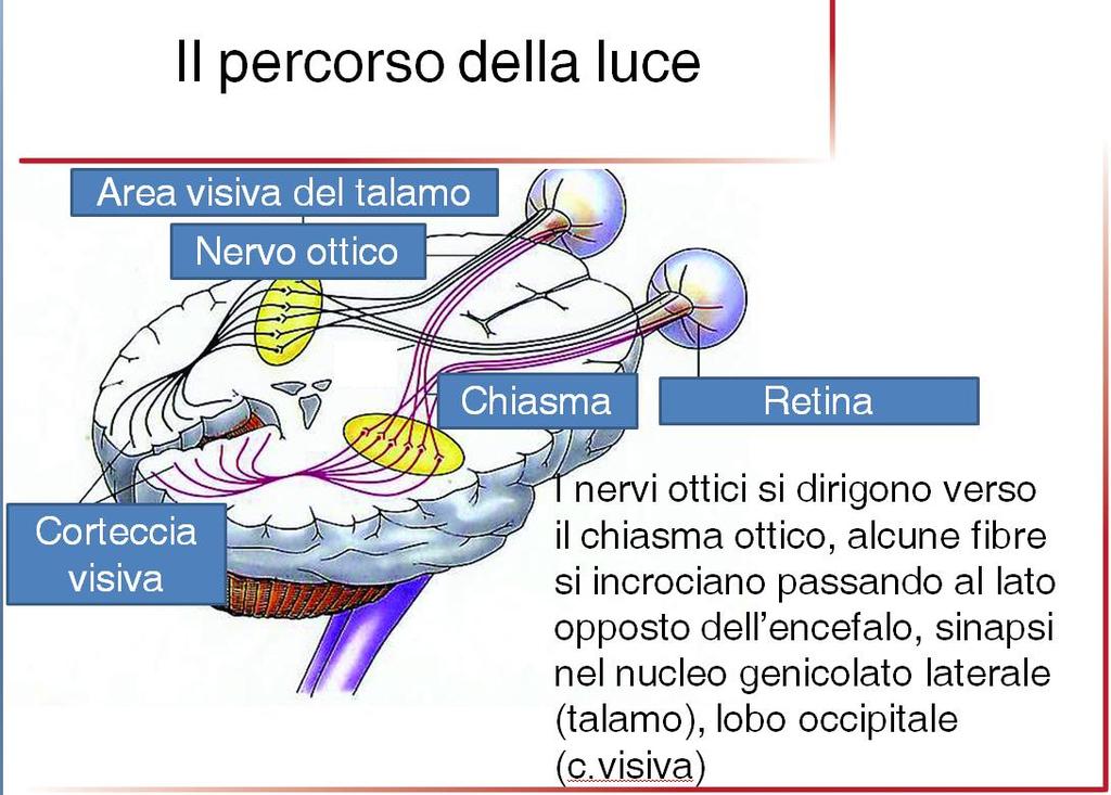 Figura 7 A partire dalla retina, vie collaterali arrivano al mesencefalo, dove questi stabiliscono