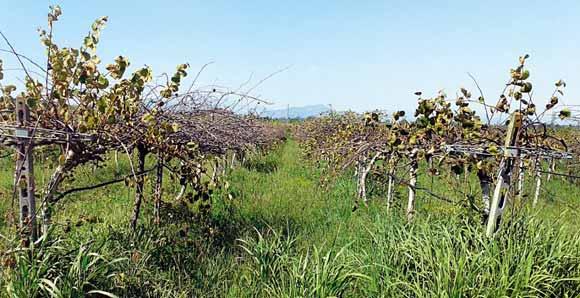 FRUTTICOLTURA LE OSSERVAZIONI CONDOTTE NEL VERONESE La moria del kiwi, situazione e prospettive Dal 2012 il fenomeno della moria in impianti di kiwi nel Veronese è in espansione.