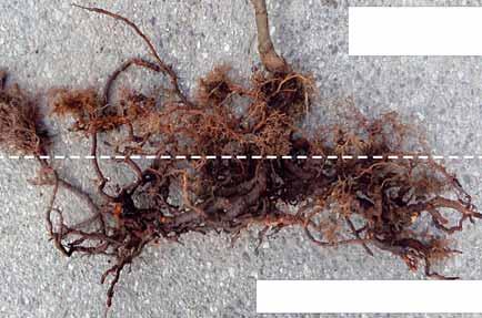 di irrigazione e/o nel terreno, le condizioni meteorologiche dal 2012 in poi, la conduzione agronomica del frutteto, le caratteristiche del terreno nelle zone colpite, la modalità di irrigazione e